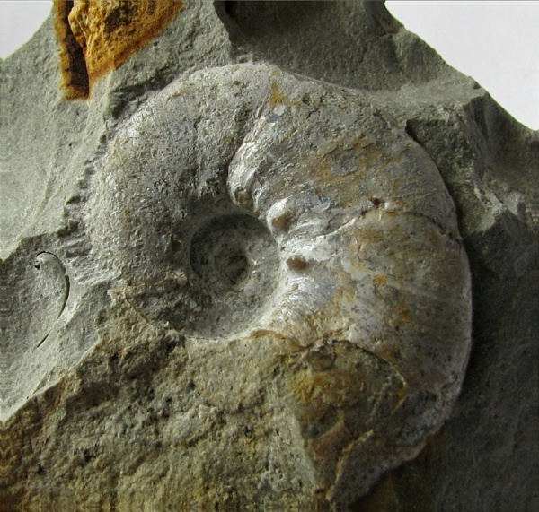 кимеридж, Physodoceras, Aspidoceras, Aspidoceratidae, Aspidoceratinae, Kimmeridgian, Upper Jurassic