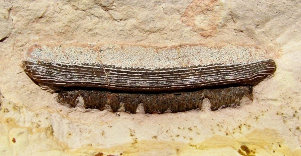 Polyrhizodus, Petalodontiformes, Polyrhizodus concavus, Polyrhizodus longus