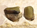 Lagarodus specularis (orobranchial type)