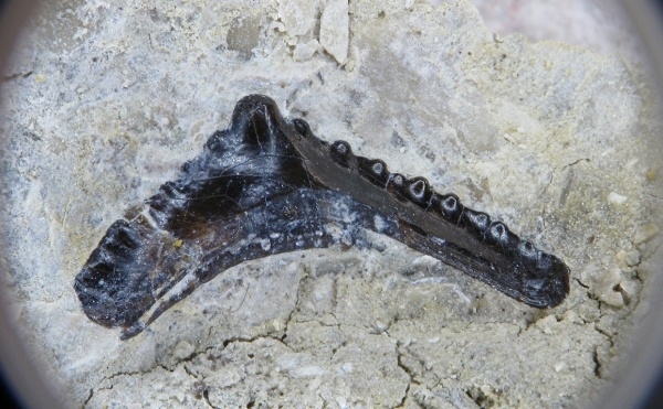 Venustodus, Euchondrocephali