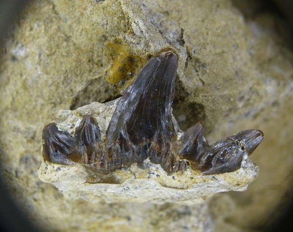 Cladodus, Ctenacanthiformes, Cladodus marginatus