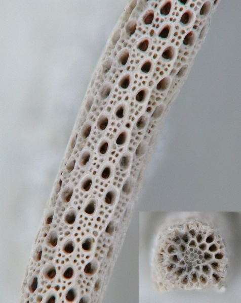 Rhabdomesidae, Streblascopora, Streblotrypidae