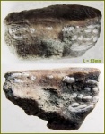 Фрагмент левой сошниковой пластины химеры Elasmodus sp.