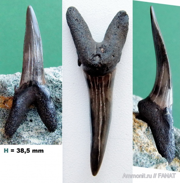 зубы акул, Odontaspididae, shark teeth