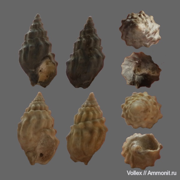 гастроподы, неоген, брюхоногие моллюски, Крым, Dorsanum, Nassariidae, Севастополь