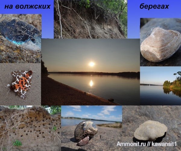 окаменелости, Ярославская область, Fossils