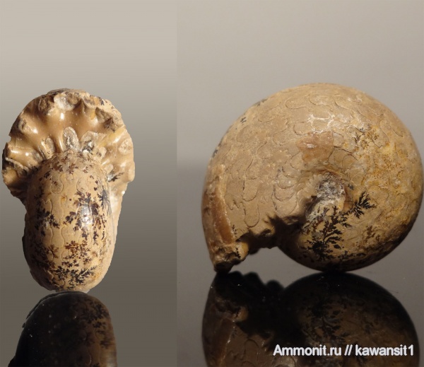 аммониты, пермь, Waagenina, Goniatitida, Ammonites, Permian