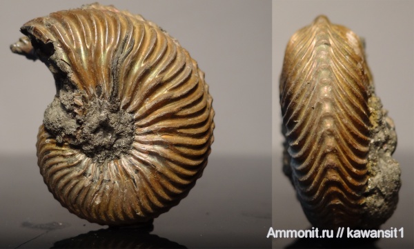 аммониты, юра, Михайлов, Cardioceras, оксфорд, Cardioceras alphacordatum, Ammonites, Oxfordian, Jurassic