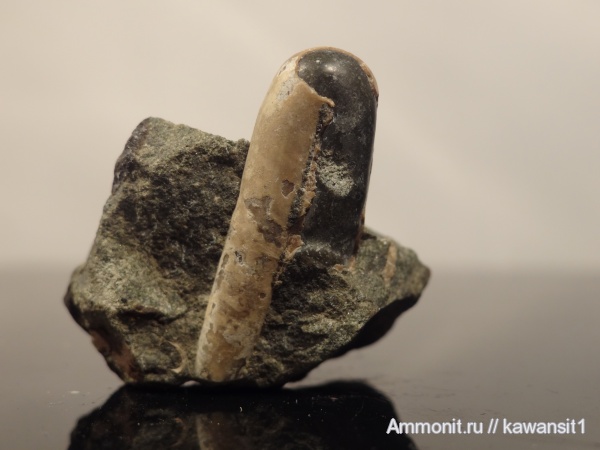 аммониты, мел, устье, Ammonites, Ptychoceras, Cretaceous