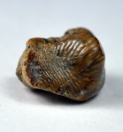 зуб Ptyhodus mammilaris