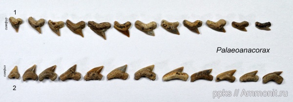 мел, акулы, Palaeoanacorax, сеноман, зубной ряд, озубление, Cenomanian, Cretaceous, sharks