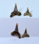 зубы акулы Paranomotodon (?)