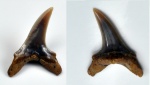 зуб акулы Paranomotodon
