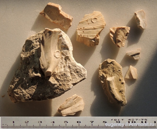 окаменелости, раковины, Fossils, Борщево