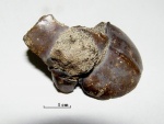 хвостовой щиток Stomatopoda