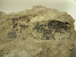 Отпечаток и остатки  покрова в камне
