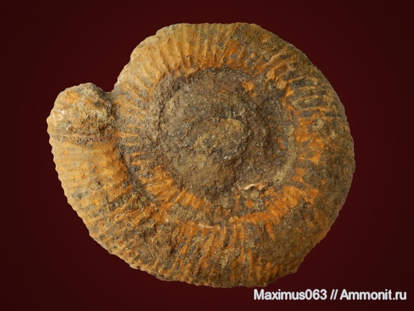 аммониты, мел, Speetoniceras, Speetoniceras versicolor, Ammonites, Hauterivian, Cretaceous