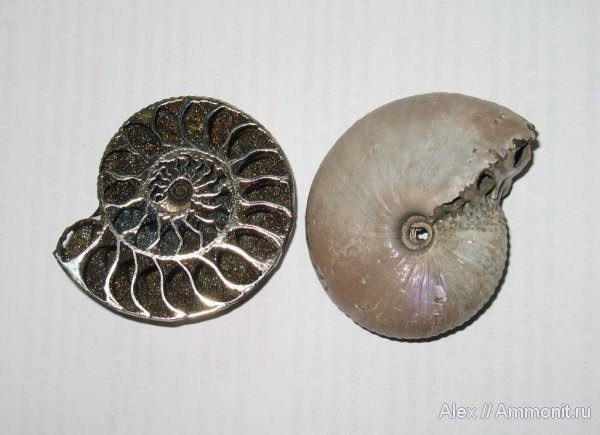 аммониты, Михайлов, раковины, Funiferites, Ammonites