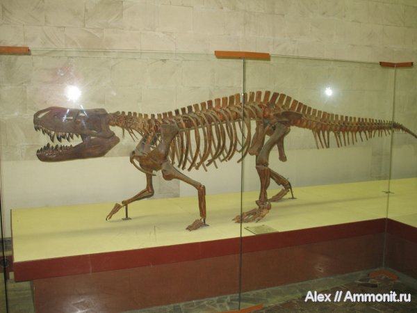 рептилии, триас, музеи, ПИН, Prestosuchus, Prestosuchus chiniquensis, текодонты, Triassic