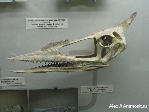 мел, птерозавры, музеи, ПИН, Dzungaripterus parvus, Dzungaripterus, Cretaceous