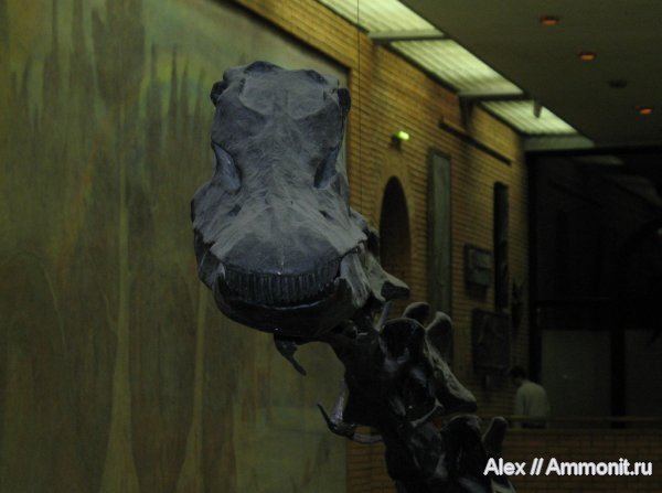 динозавры, зауроподы, меловой период, музеи, ПИН, Diplodocus, Cretaceous