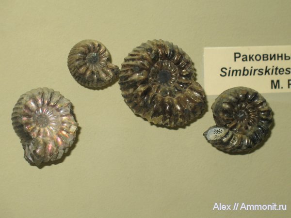 аммониты, мел, меловой период, музеи, ПИН, Ульяновск, Simbirskites coronatiformis, Simbirskites, Ammonites, Cretaceous