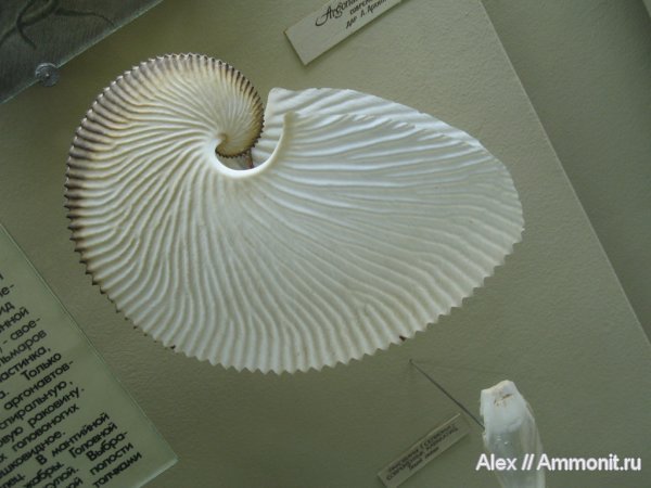 головоногие моллюски, осьминоги, музеи, ПИН, Argonauta argo, Argonauta