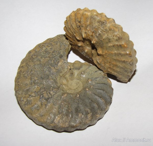 аммониты, мел, Казахстан, Dimorphoplites, Hoplitidae, Ammonites, Cretaceous