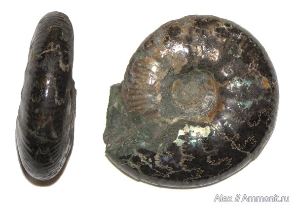 аммониты, Craspedites, Craspedites mosquensis, Ammonites
