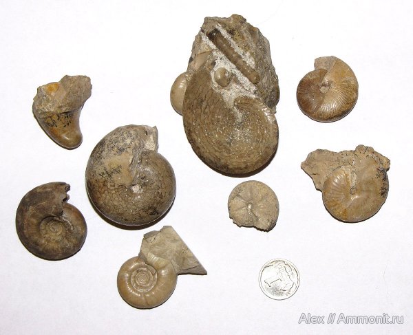 аммониты, пермь, Казахстан, Prolecanitida, Goniatitida, Medlicottia, Ammonites, Dolorthoceras, Medlicottia orbignyana, Pseudorthocerida, Permian