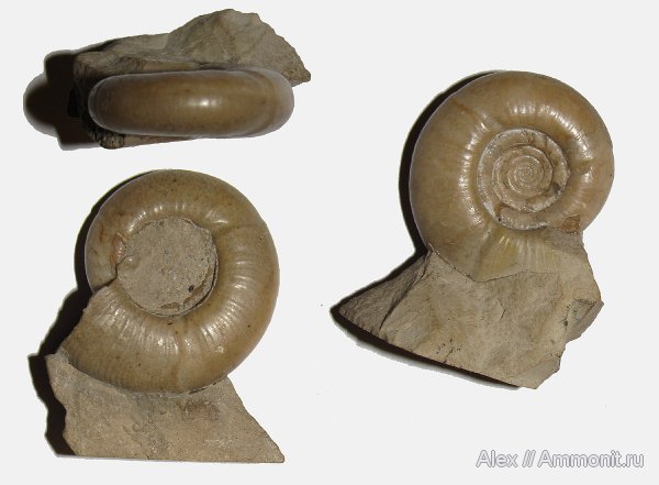 аммониты, пермь, Казахстан, Eothinites, Goniatitida, Ammonites, Permian