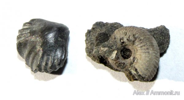 аммониты, брахиоподы, волжский ярус, Электростальский карьер, Ammonites, Rhynchonellida, Volgian