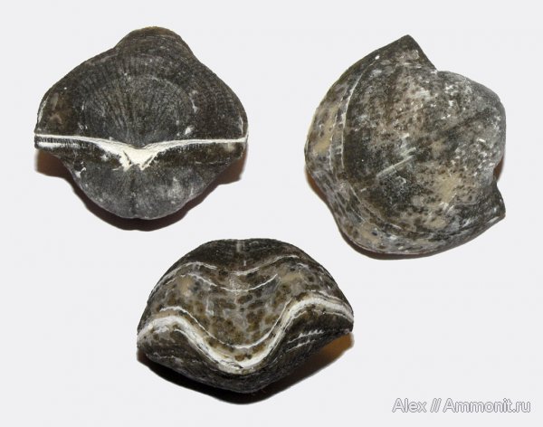 брахиоподы, карбон, Голутвин, Choristites, каменноугольный период, Carboniferous, Choristites mosquensis, Spiriferida