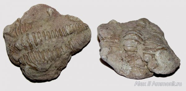 трилобиты, ордовик, р. Волхов, Estoniops, Pterygometopidae, Ordovician