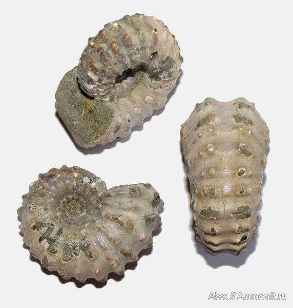 аммониты, мел, меловой период, Мадагаскар, альб, Douvilleiceras mammilatum, Douvilleiceras, Ammonites, Douvilleiceratidae, Albian, Cretaceous