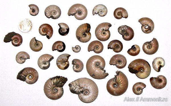 аммониты, юра, Funiferites, келловей, Pseudocadoceras, Eichwaldiceras, Ammonites, Callovian, Jurassic, Middle Jurassic