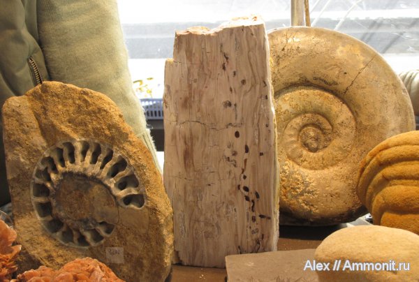 аммониты, юра, коммерция, выставки, окаменевшее дерево, Никитино, Гемма, Ammonites, Jurassic
