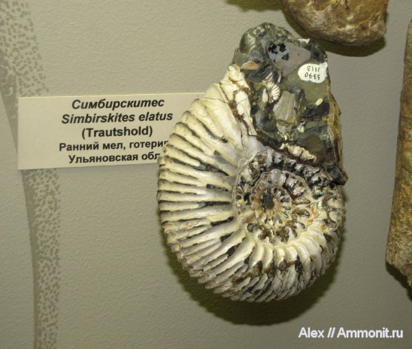 аммониты, мел, ПИН, Simbirskites, устье, Ammonites, Simbirskites elatus, Cretaceous