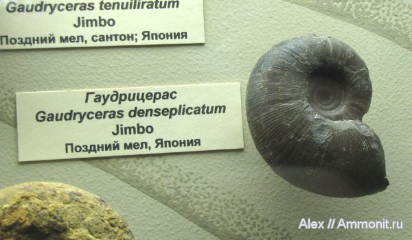 аммониты, мел, Япония, Ammonites, Gaudryceratidae, Gaudryceras, Lytoceratina, Gaudryceras denseplicatum, Cretaceous