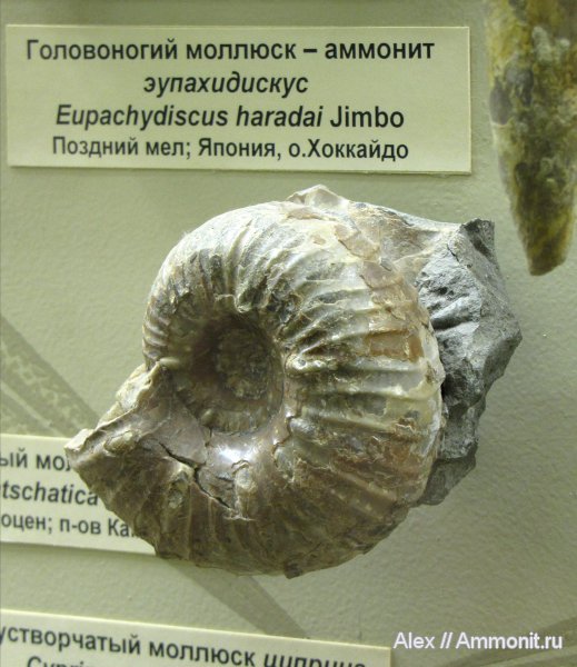 аммониты, мел, Япония, Ammonites, Eupachydiscus haradai, Eupachydiscus, Cretaceous