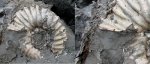 Устье раковины макроконха Erymnoceras doliforme