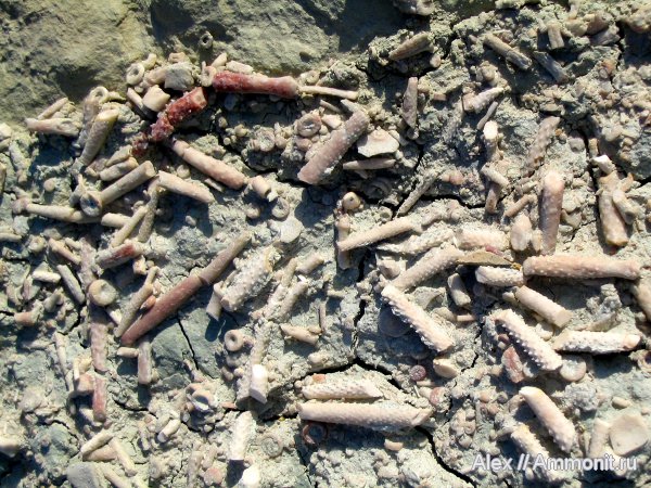 морские ежи, иглокожие, карбон, Пески, Archaeocidaris, Archaeocidaris rossica