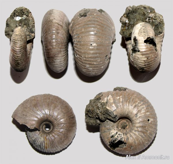 аммониты, юра, Funiferites, келловей, Eichwaldiceras, Cadoceratinae, Cardioceratidae, Ammonites, Callovian, Jurassic, Middle Jurassic
