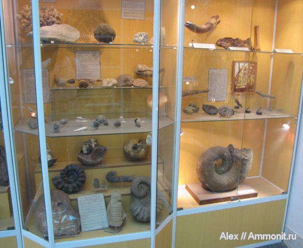 аммониты, музеи, Ammonites, ГГМ РАН