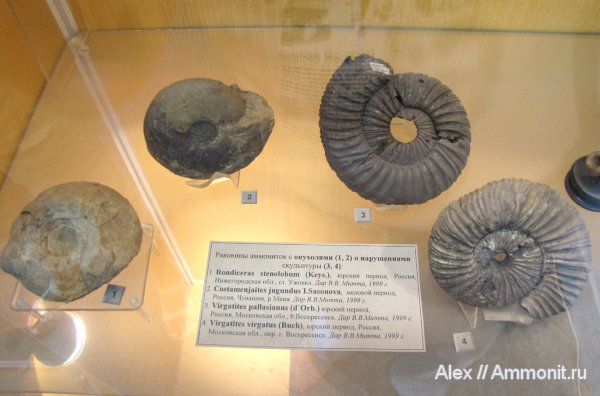 аммониты, Virgatites, музеи, Rondiceras, прижизненные повреждения, Ammonites, ГГМ РАН, Costamenjaites