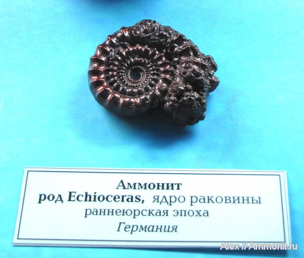 аммониты, юра, Ammonites, Echioceras, ГГМ РАН, Jurassic