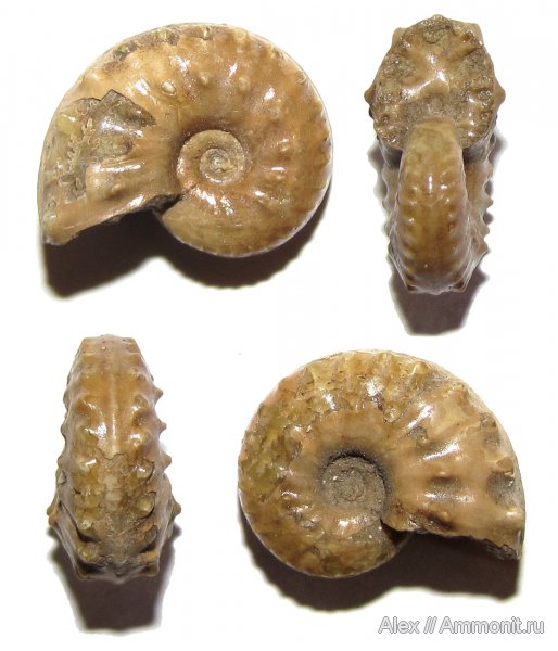аммониты, мел, Schloenbachia, Ammonites, Cretaceous