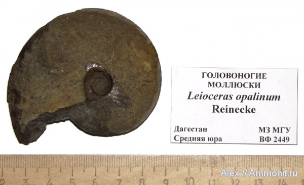 аммониты, юра, музеи, Ammonites, Leioceras opalinum, Leioceras, МЗ МГУ, Jurassic