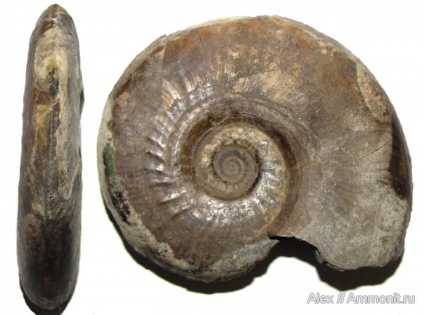 аммониты, юра, музеи, Ammonites, МЗ МГУ, Dorsetensia romani, Dorsetensia, Jurassic