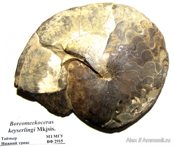 аммониты, триас, музеи, Ammonites, Ceratitida, МЗ МГУ, Boreomeekoceras keyserlingi, Boreomeekoceras, Triassic